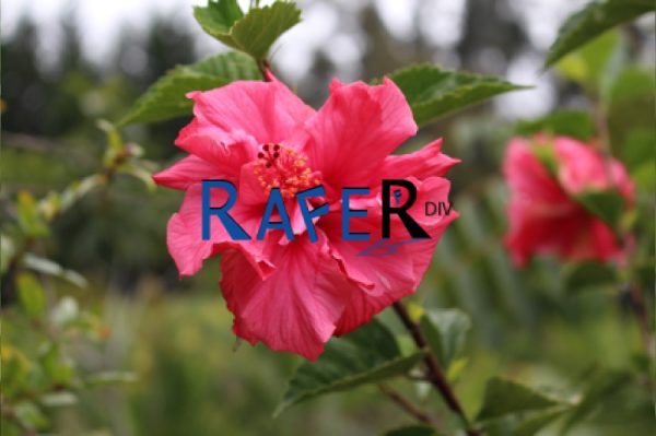 FLORES Y FRUTAS