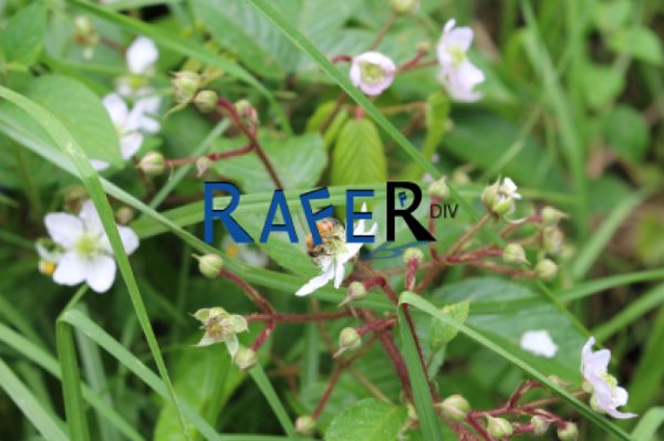 FLORES Y FRUTAS - Imagen 2